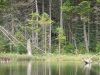 Plastic bottle in snag at Little Crooked Lake